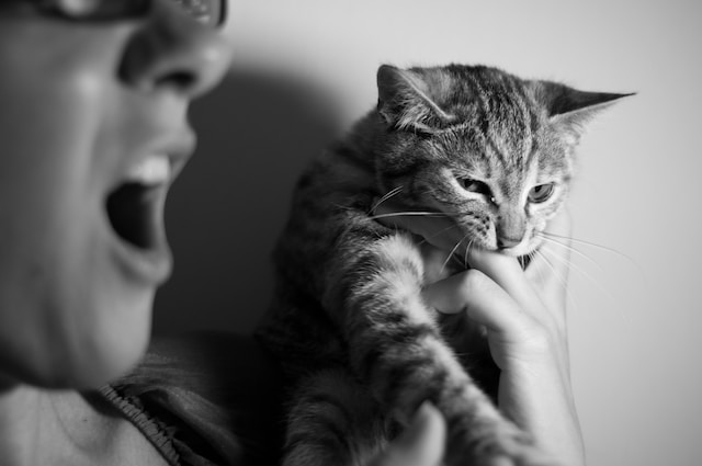 How Do You Discipline a Cat For Biting