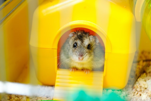 How Long Can You Leave a Hamster Alone [Useful Tips]
