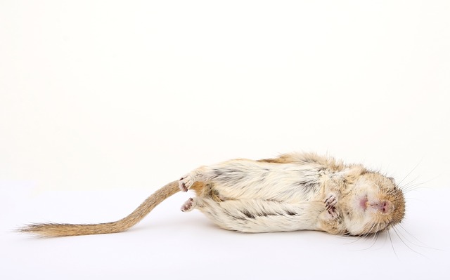 Preventing Sudden Hamster Deaths