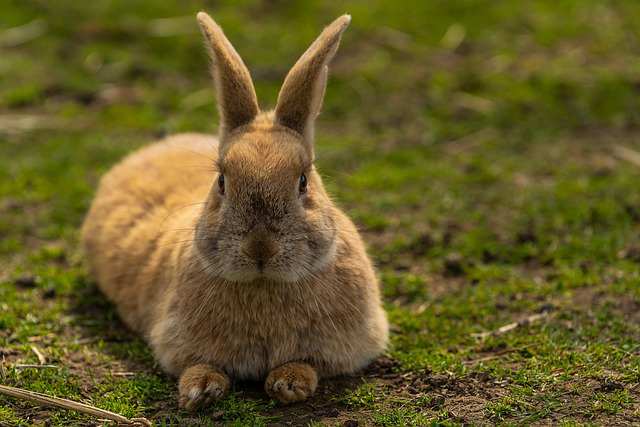 11 Simple Signs of a Pregnant Rabbit & Care