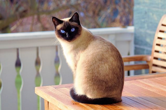 Siamese cats are thinkers and problem solvers