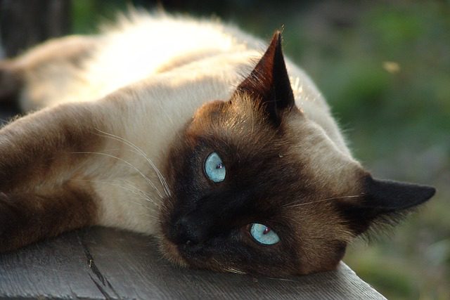 How to Extend the Siamese Cat Lifespan
