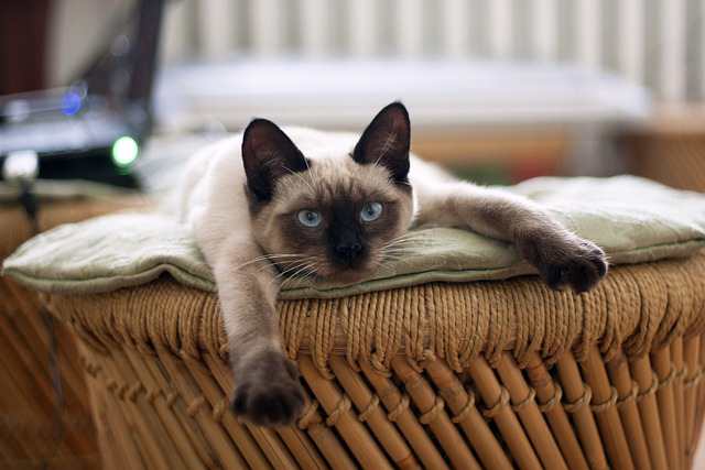 Tips for Leaving Siamese Cats Alone