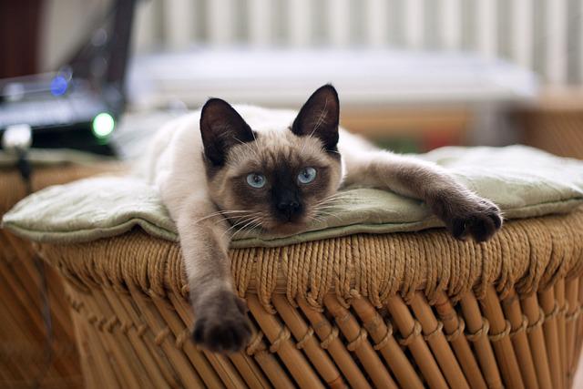 Siamese cats' large ears are a feature shaped