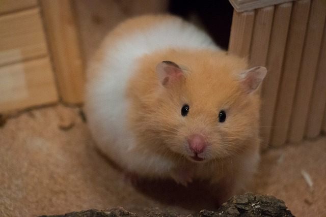 Average Lifespan of Popular Hamster Breeds