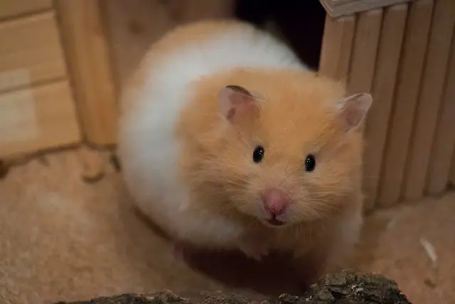 Hamster Pregnancy