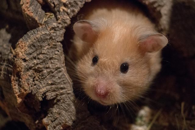 Factors To Consider Before Leaving A Hamster Alone