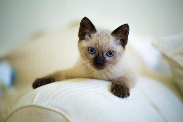 Factors that determine how long a Siamese cat can be left alone