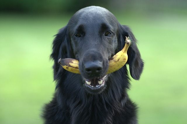 Bananas are one of the human foods that dogs can safely consume