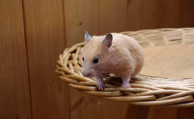 What Do Hamsters Like And Dislike