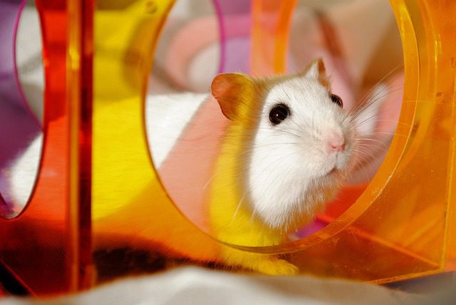 How to reduce stress in hamsters