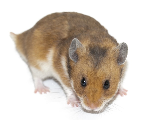 Tips For Determining a Hamster Gender
