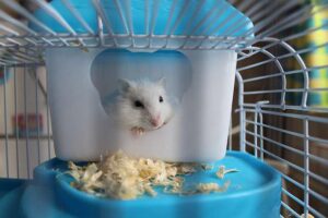 Hamster Exercise Needs & Activities You Should Know - Hamster Activity Needs
