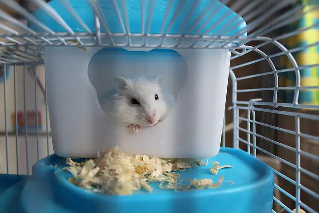 hamster accessories