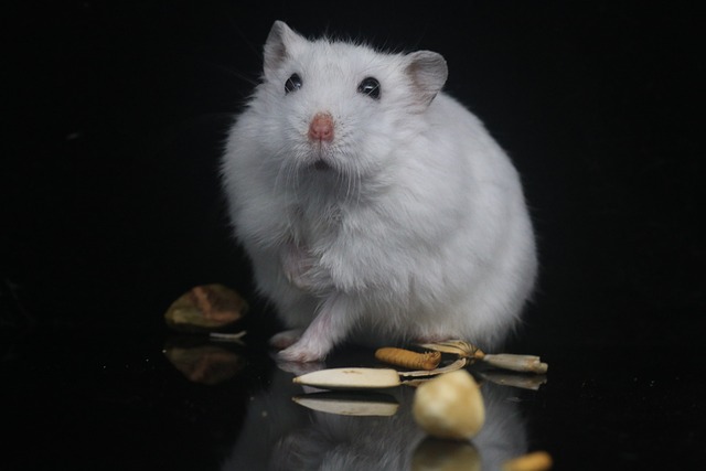 29 Interesting Hamster Facts You Should Know