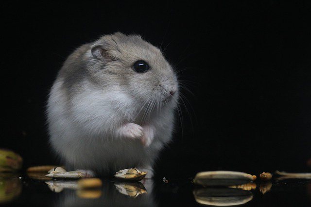 How to Prevent Hamster Depression