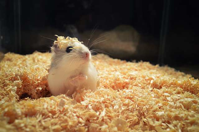 Causes of Hamster Depression