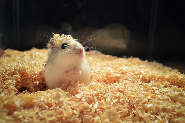 10 Common Hamster Depression Symptoms & Tips