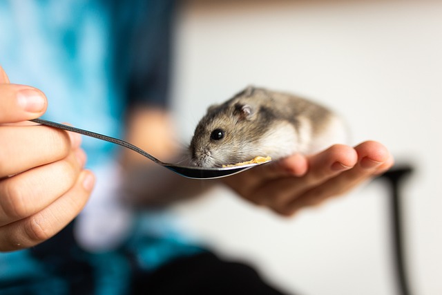 What to expect during a hamster labor process