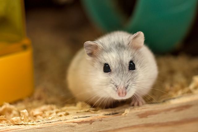 Factors that Affect Hamster Lifespan