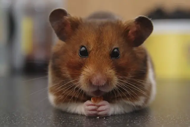 The Hamster's Lifespan - 7 Things Affecting It