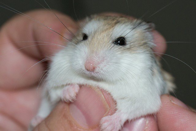 Are Hamsters Affectionate [11 Signs Of Hamster Affection]