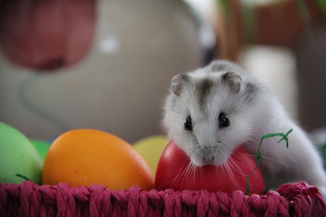 How to Improve Your Hamster's Lifespan