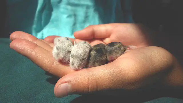 Creating a hamster birthing area within the nesting space