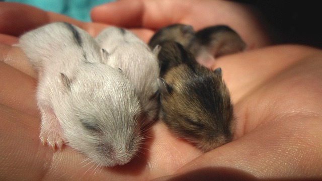Caring for a hamster mother and her litter after birth