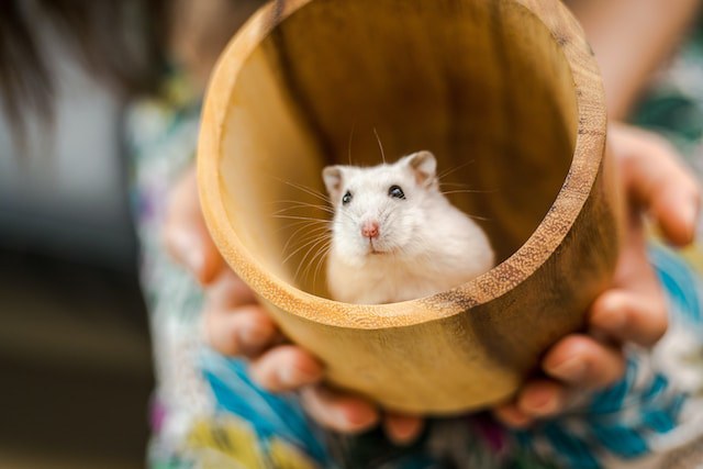 How Do I Get My Hamster to Like Me [11 Hints]