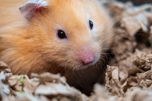 Hamster Dehydration [Signs, Causes, Fix, & Prevention]