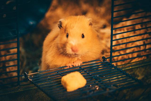 11 Causes of Hamster Diarrhea [Tips & Prevention]
