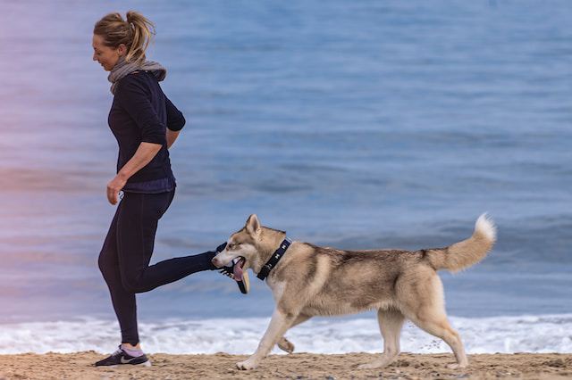 16 Interesting Ways to Exercise Your Dog