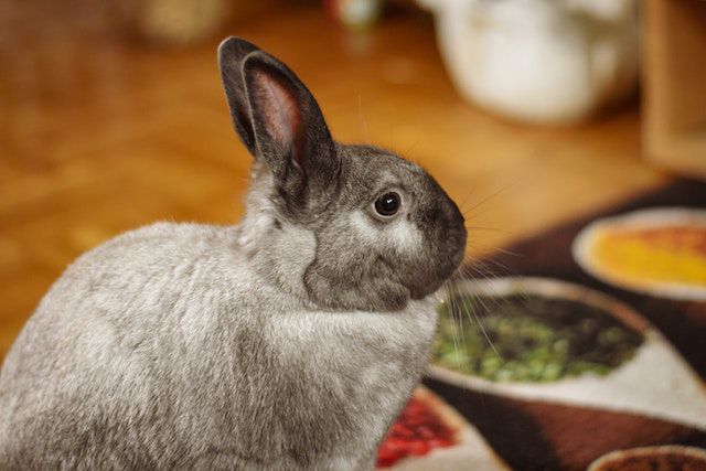How to Tell If Your Rabbit Doesn’t Like You [11 Hints]