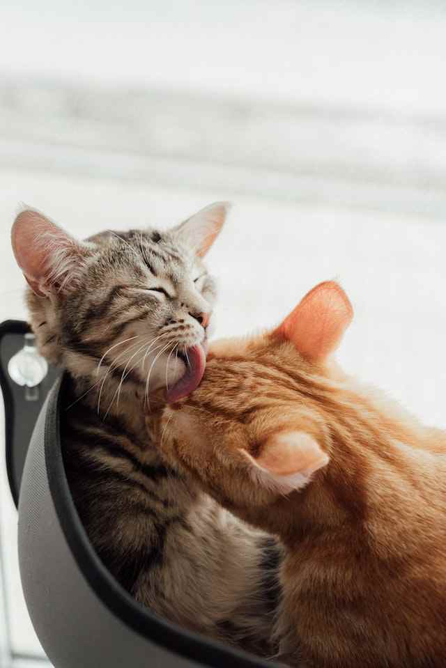 Reasons Why Cats Lick Each Other