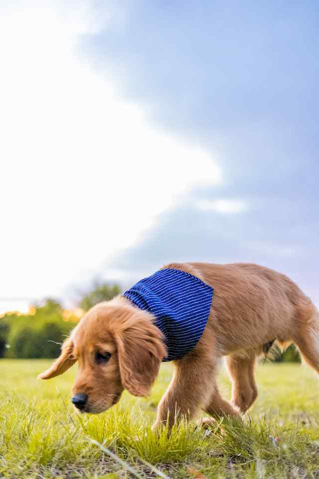 How to stop dogs from smelling their own poop