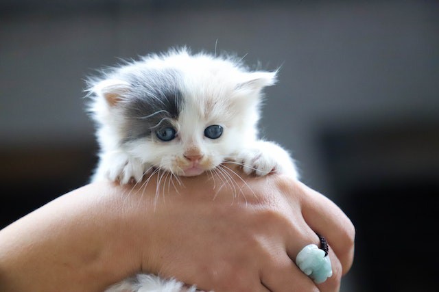 12 Reasons For Your Newly Adopted Kitten Sneezing