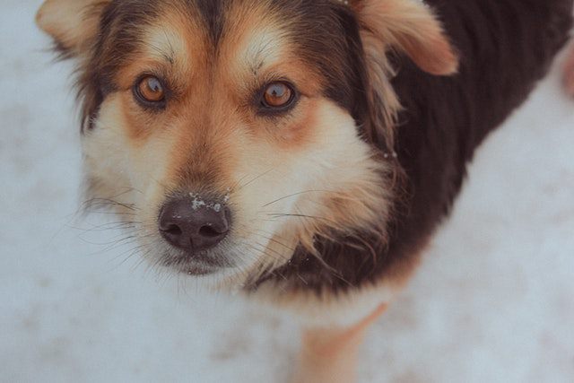 Dog Fur Smells Like Urine [9 Potential Reasons]