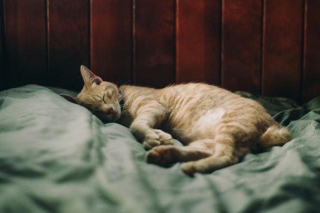 Factors that Determine the Temperature at Which Cats May Start to Get Cold