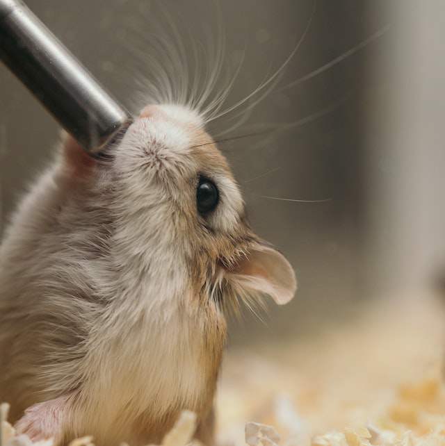How to Treat Dehydration in Hamsters