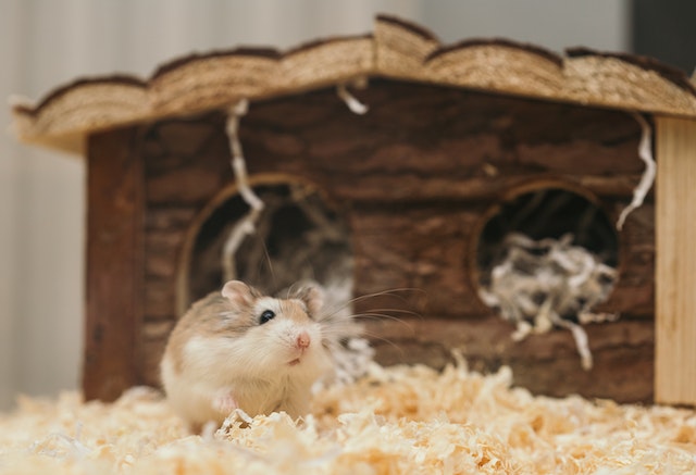 8 Top & Safe Hamster Bedding Alternatives