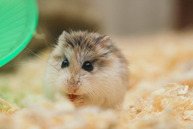 Causes of Hamster Dehydration