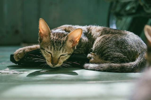 Preventing Rabies in Cats