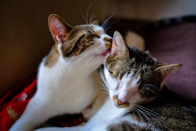 Motherly Instincts make cat lick each other