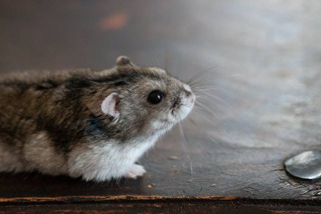 Signs of Hamster Dehydration