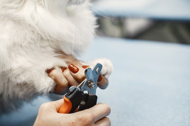 How to Trim Dog Nails [A Step-by-Step Guide]