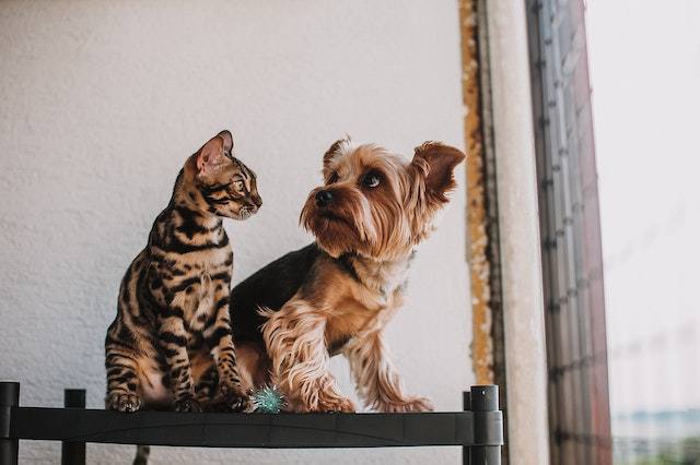 Why Does My Dog Hate Cats [See 10 Reasons & Tips]