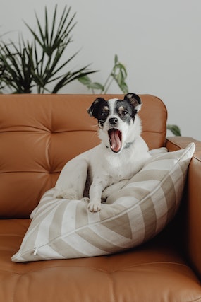 Reasons Why Dogs Lick Pillows