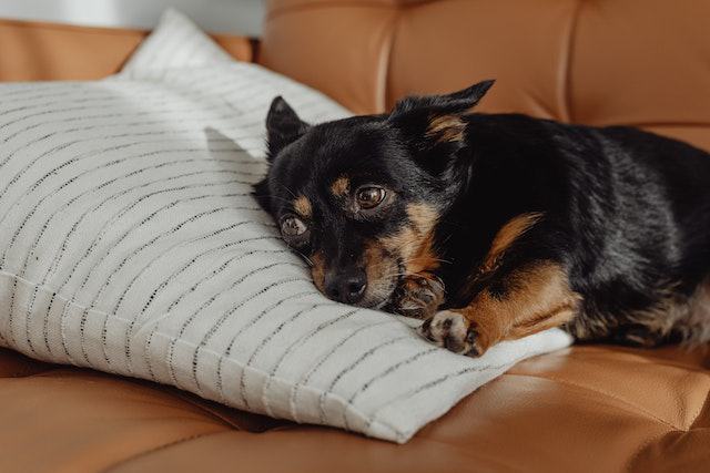 Health Implications of Your Dog Pillow Licking