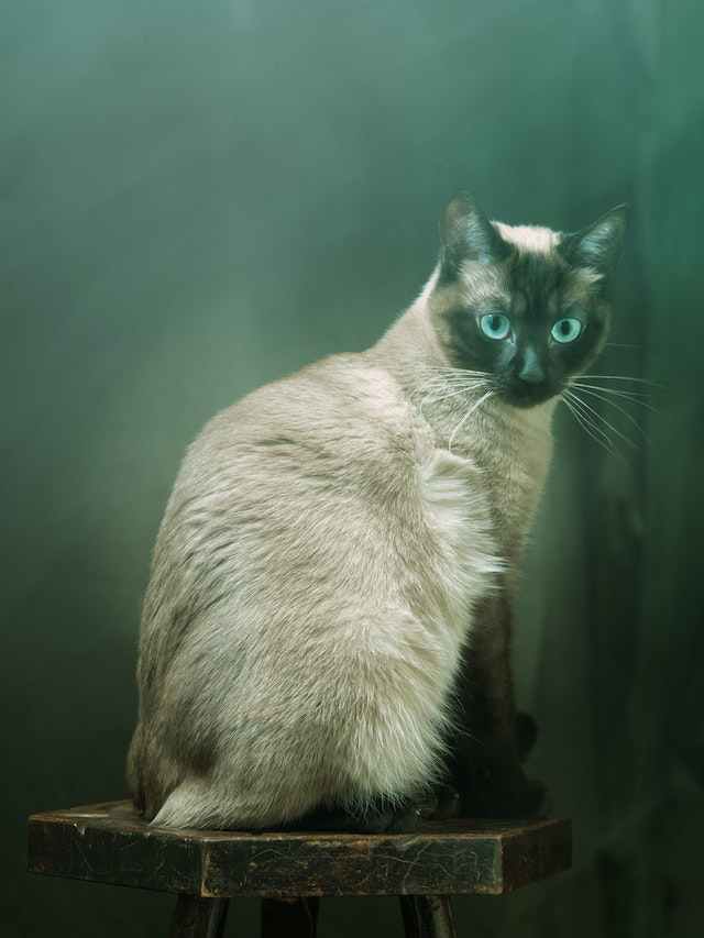 Growth and Development of Siamese Cats